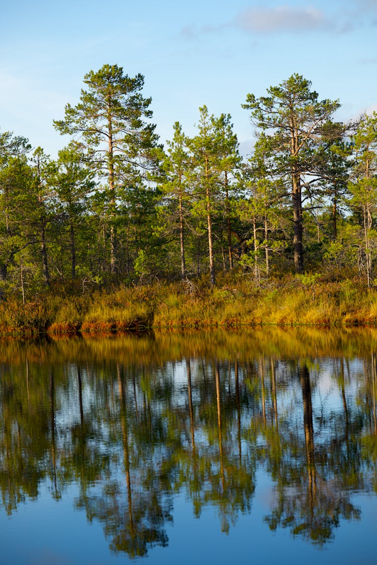 Trees In A Bog