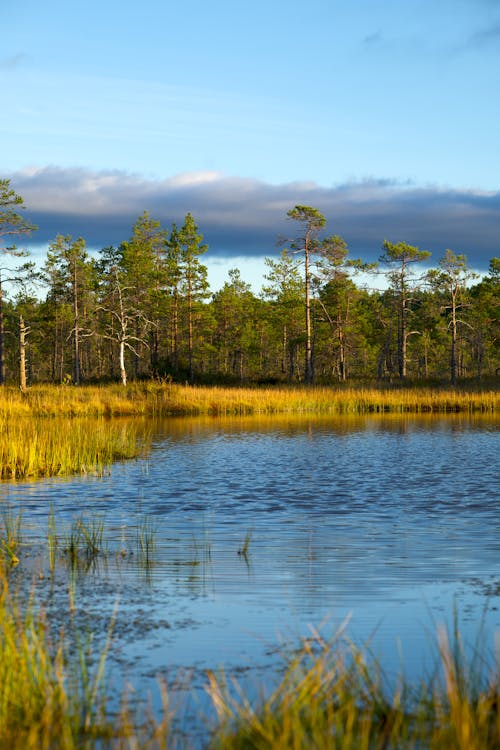 Gratis arkivbilde med gress, innsjø, landlig