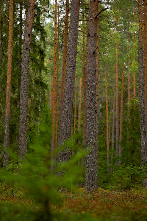 Ilmainen kuvapankkikuva tunnisteilla luonto, metsä, puunrungot