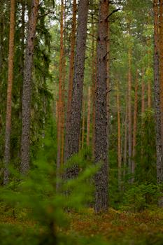 A serene vertical shot of a lush green forest with tall trees and dense foliage.