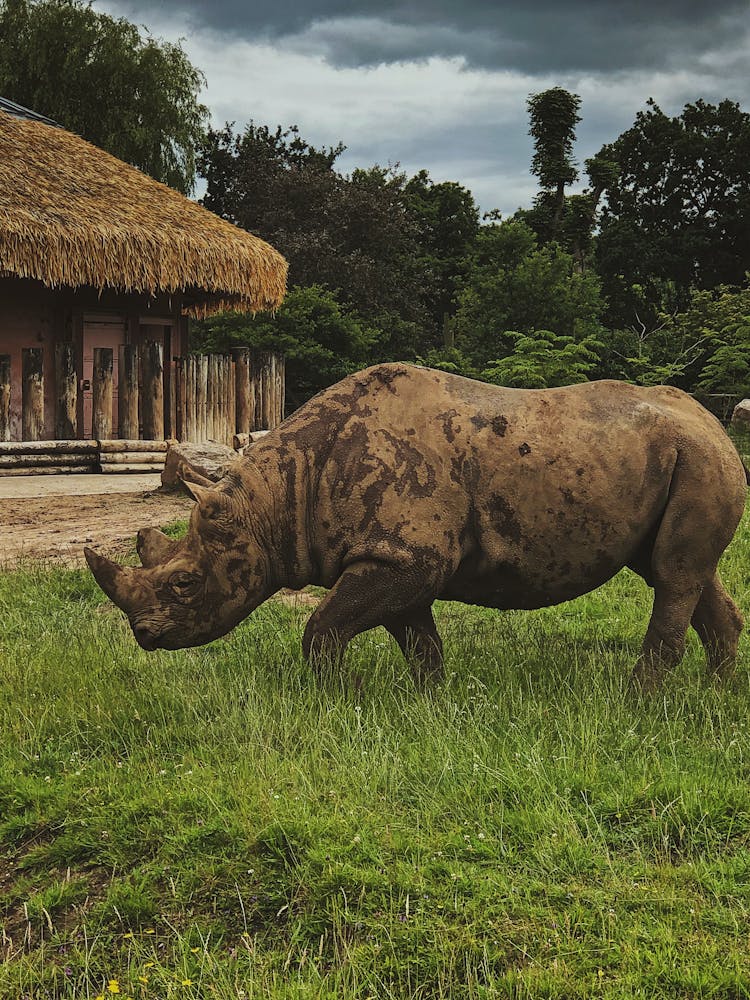 Rhinoceros Walking On Green Grass, And A Hut With Thatched Roof In Background