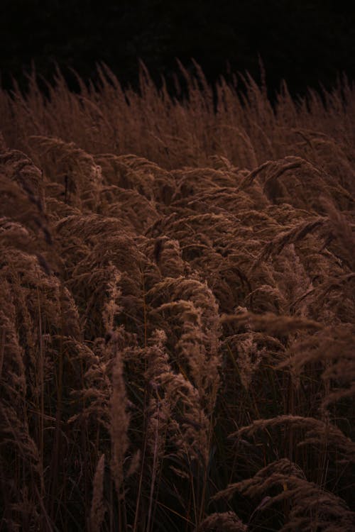 Photograph of Brown Grass