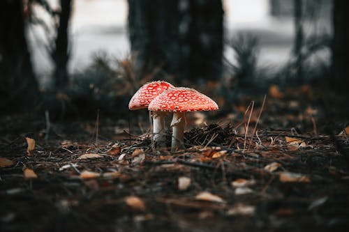 Red Mushrooms in Close Up Photography