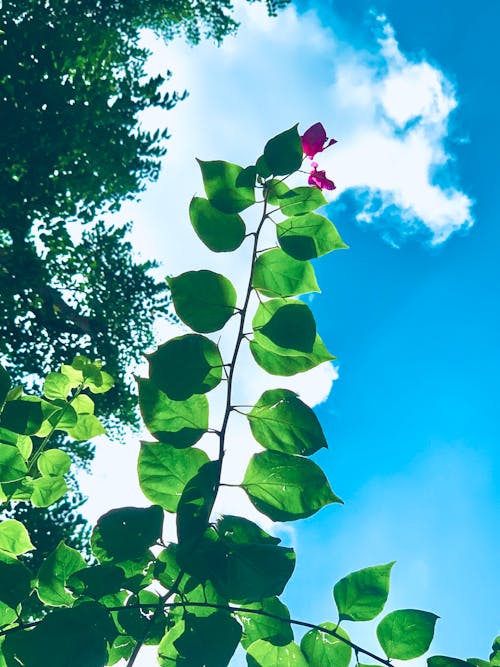 Immagine gratuita di bel cielo, cielo blu, fiore