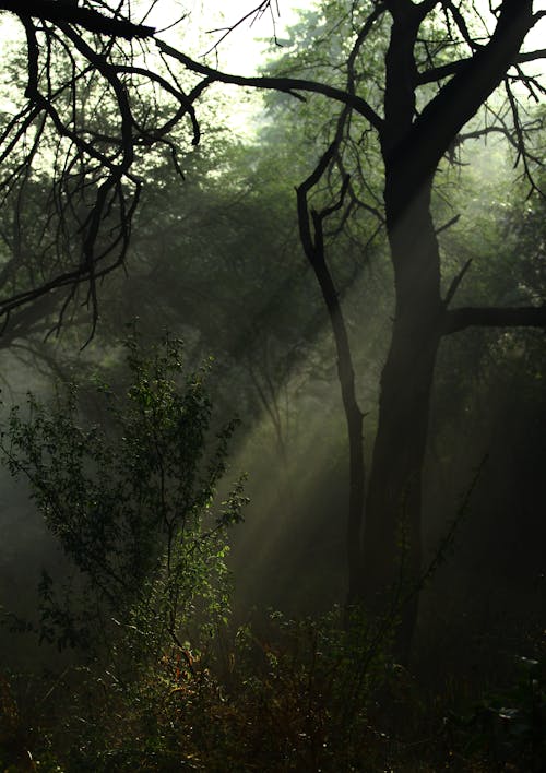 View of Sun Rays Shining between Tree Branches 