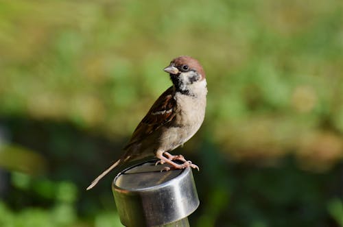 Free stock photo of small bird, songbird, sparrow