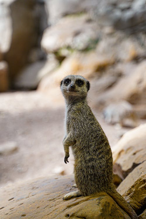 Close-up of a Meerkat · Free Stock Photo