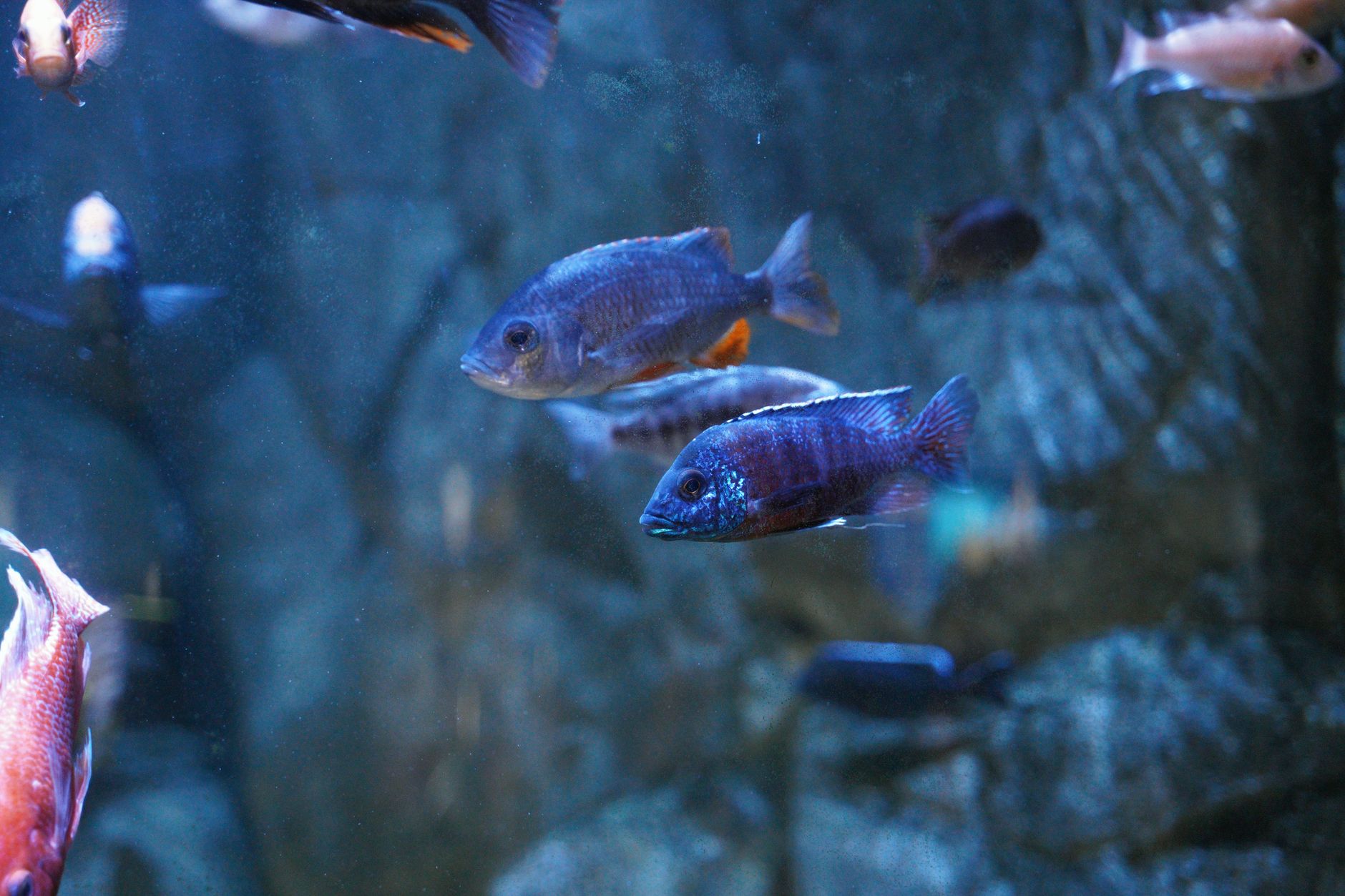 Vibrant fish in a serene aquarium setting, showcasing aquatic beauty.