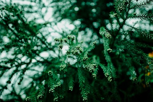 ブッシュ, 工場, 常緑樹の無料の写真素材