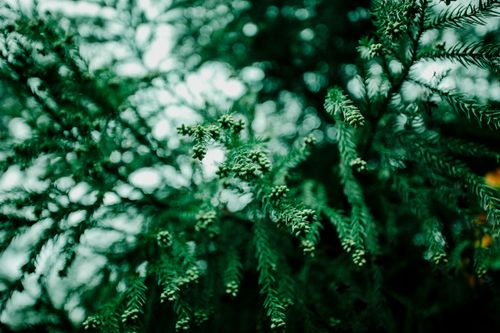 Free Detailed view of lush green evergreen foliage with natural lighting. Stock Photo