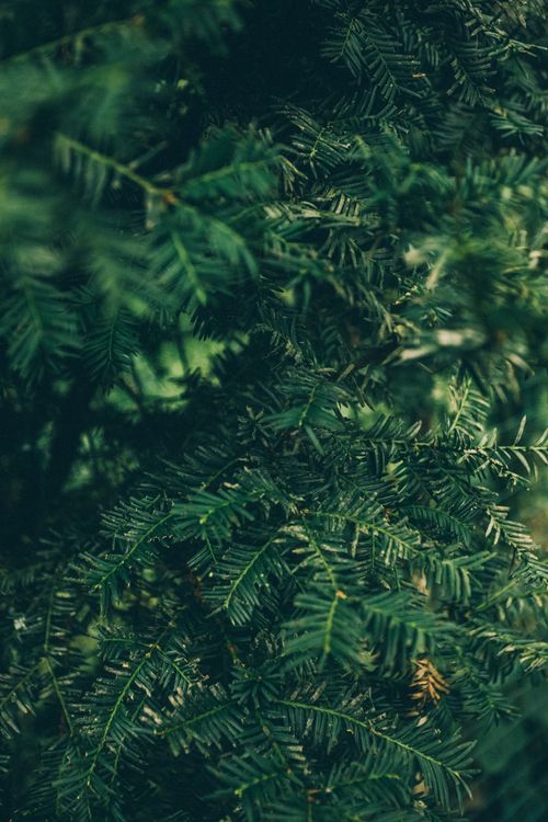 Free Detailed shot of lush green pine tree needles in a natural forest setting, capturing the essence of nature. Stock Photo