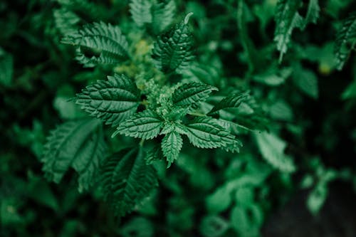 무료 마리화나, 맑은 잡초, 셀렉티브 포커스의 무료 스톡 사진