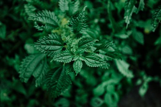 Detailed close-up of a green nettle plant with leaves in nature.