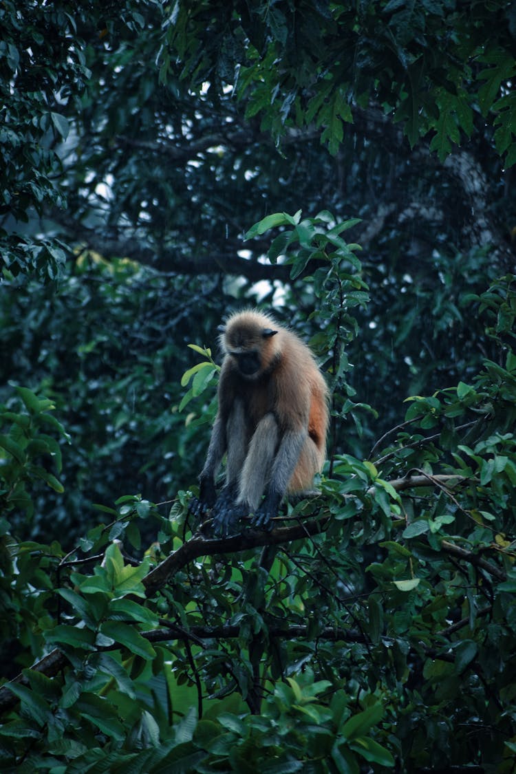 Monkey Sitting On Tree Branch