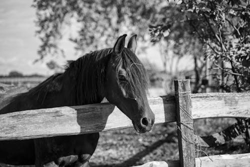 Free Grayscale Photo of Horse on Wooden Fence Stock Photo