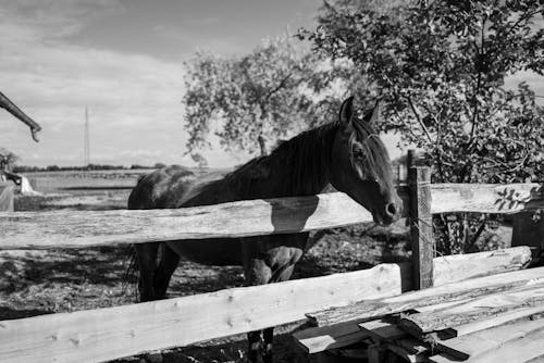 Gratis Immagine gratuita di bianco e nero, cavallo, equidi Foto a disposizione