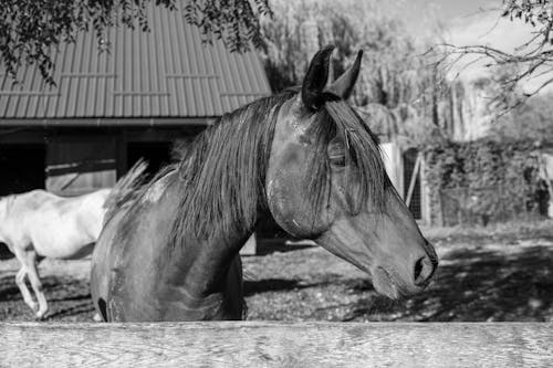 Fotos de stock gratuitas de animal de granja, blanco y negro, caballo