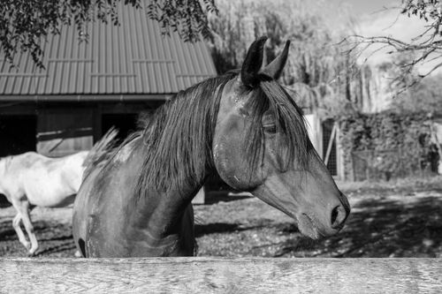 Free A serene black and white image of a horse on a farm, capturing its grace. Stock Photo