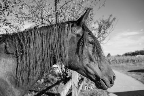 Photos gratuites de animal, bétail, cheval