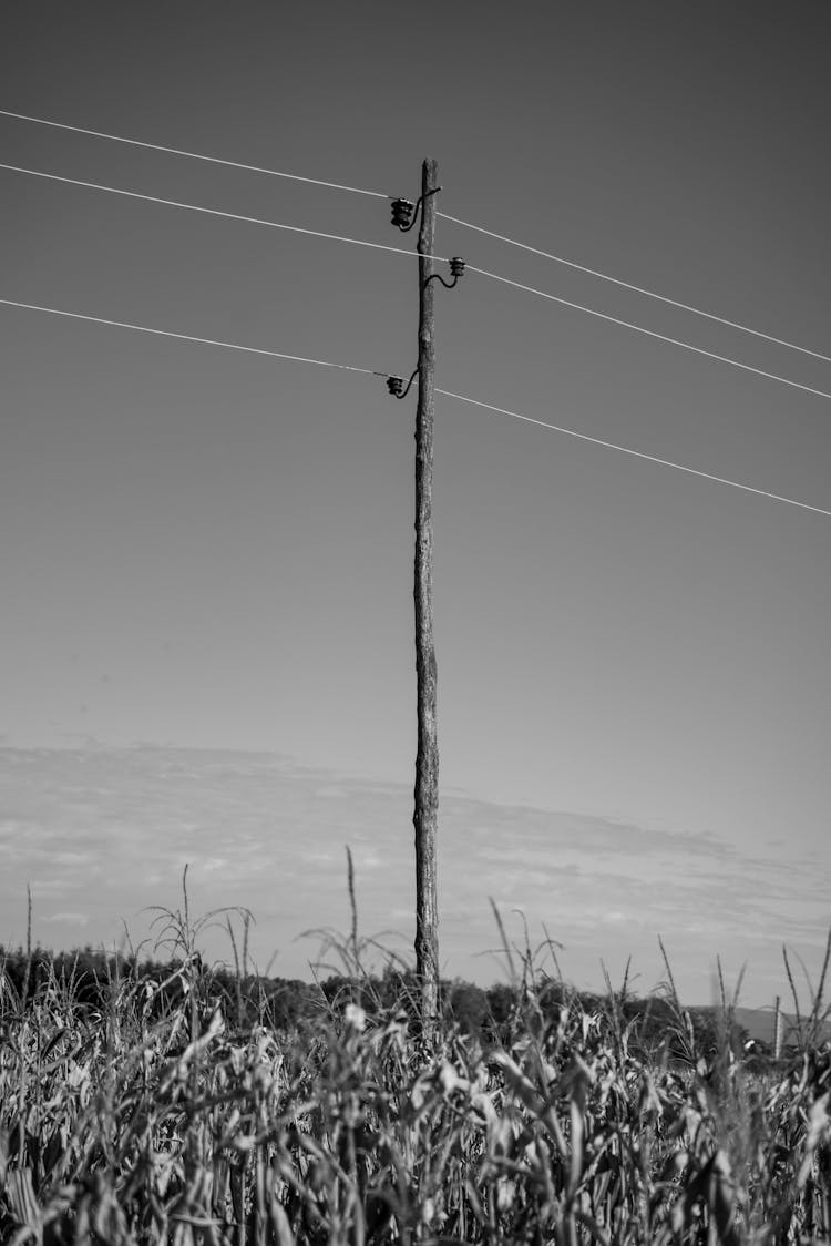 Grayscale Photo Of Wooden Electric Post