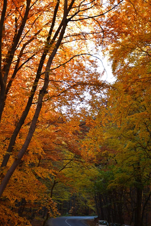 Asphalt Road between Trees