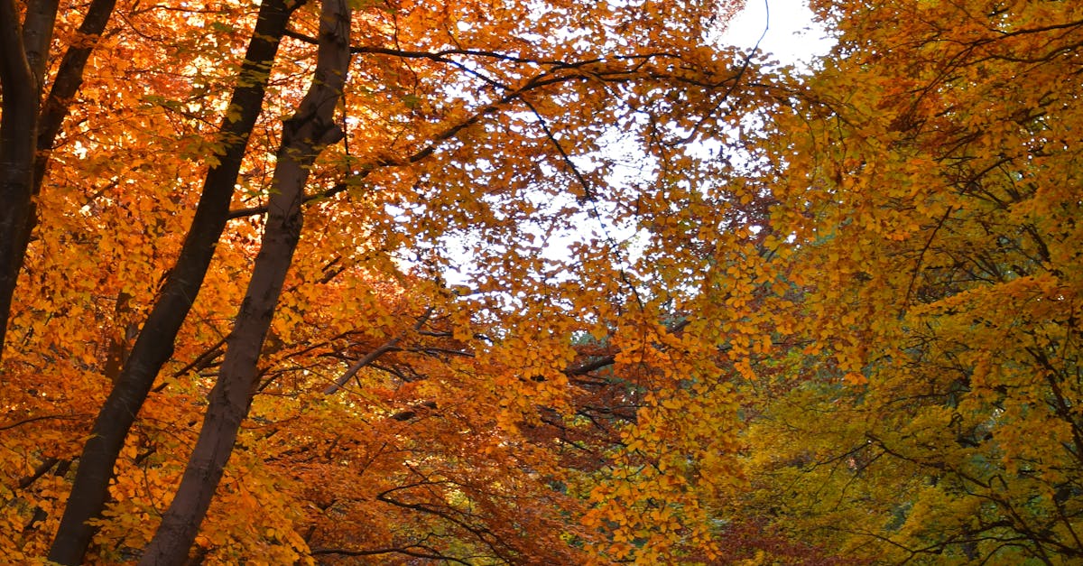 How to undo changes in Excel SharePoint