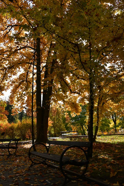 Photo of a Trees Near Benches