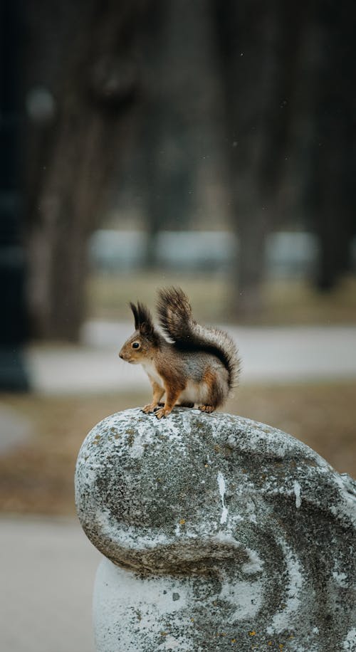 Squirrel On Gray Rock