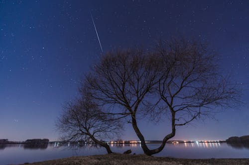 Foto d'estoc gratuïta de arbre sense fulles, cel blau, constel·lacions