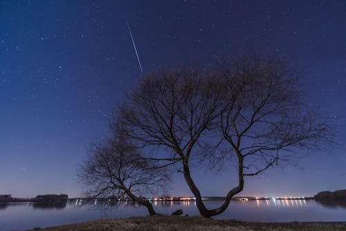 Fotos de stock gratuitas de árbol sin hojas, cielo azul, constelaciones