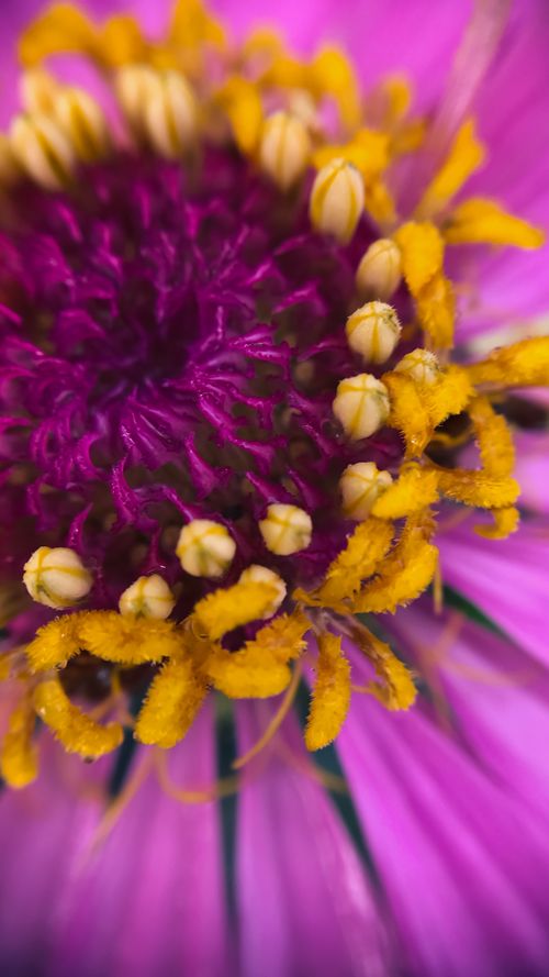 Free stock photo of zinnia Stock Photo