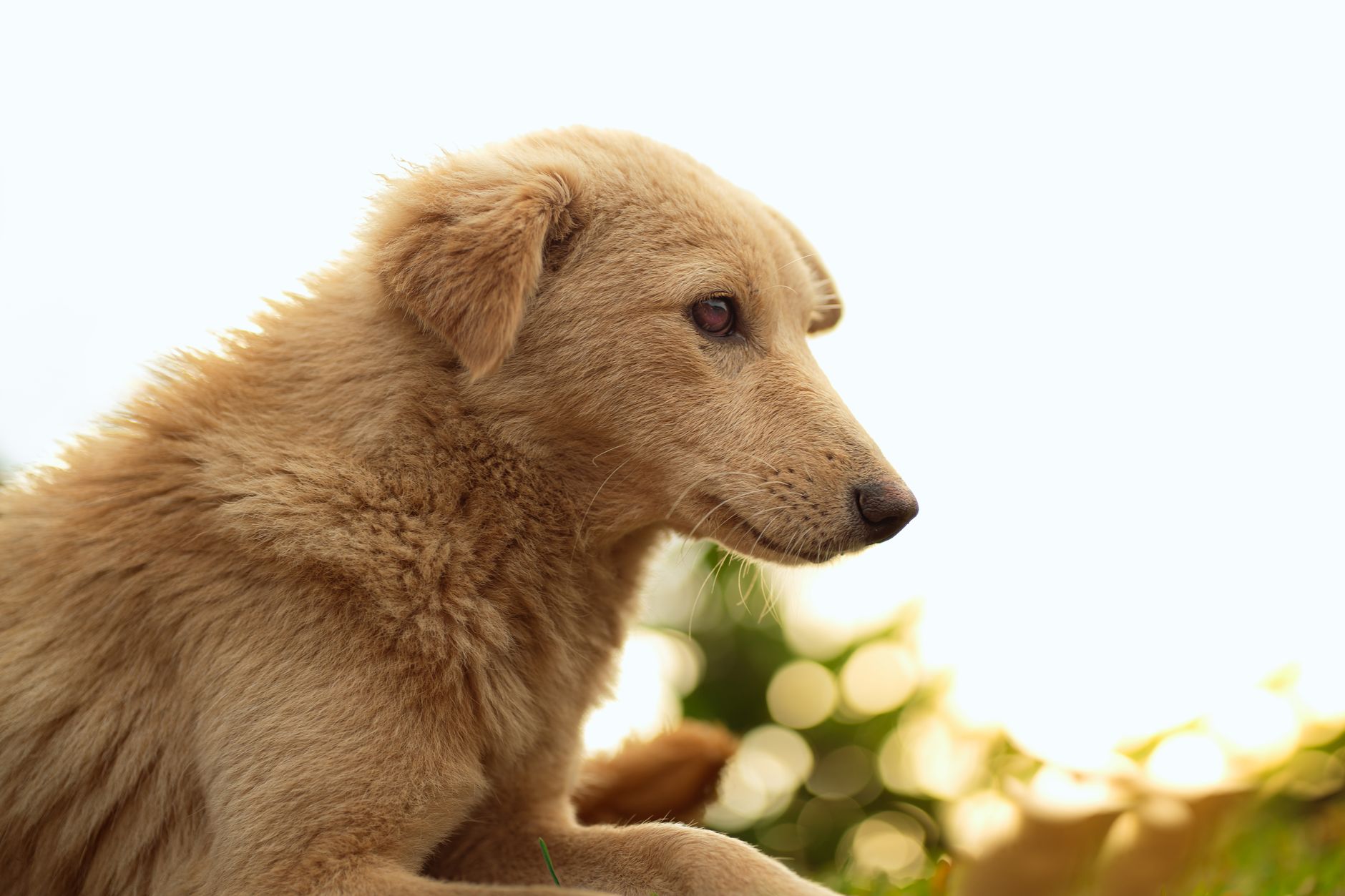 Portrait of a dog at a veterinary clinic