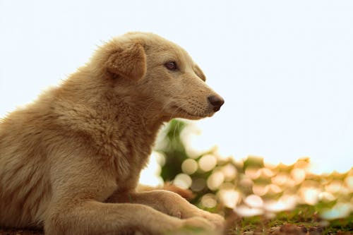 Foto profissional grátis de animal de estimação, animal doméstico, bokeh