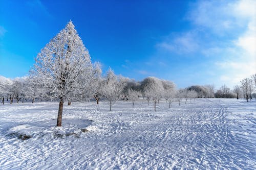 Foto profissional grátis de árvores, céu azul, chão coberto de neve
