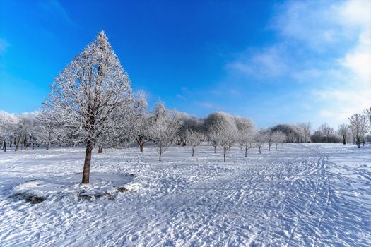 Serene winter landscape with snow-covered trees in Minsk, Belarus, under a clear blue sky.