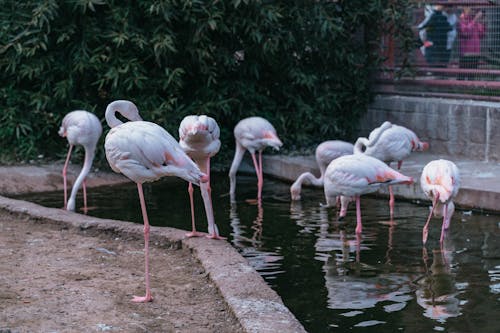 Darmowe zdjęcie z galerii z dzika przyroda, flamingi, fotografia ptaków