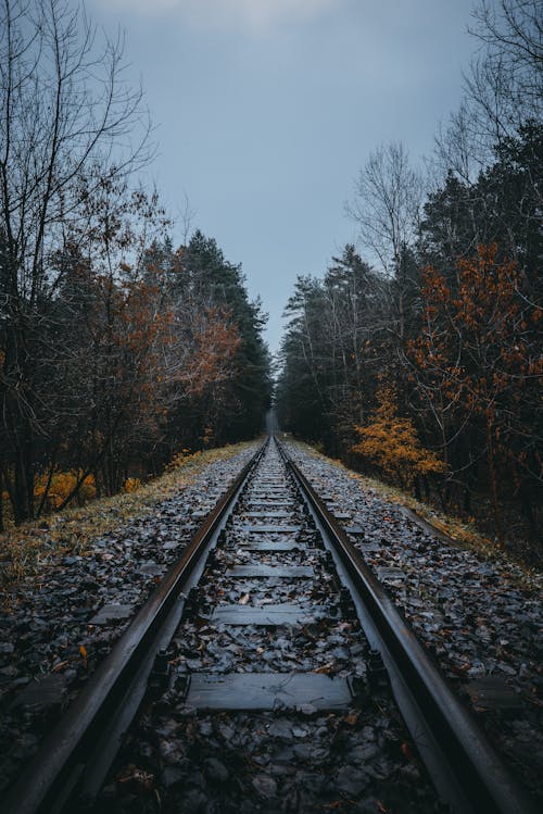 Wet Train Track between Trees