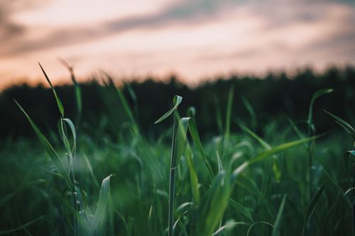 Free Close-up of lush green grass at sunset in Vileyka, Belarus forest setting. Stock Photo