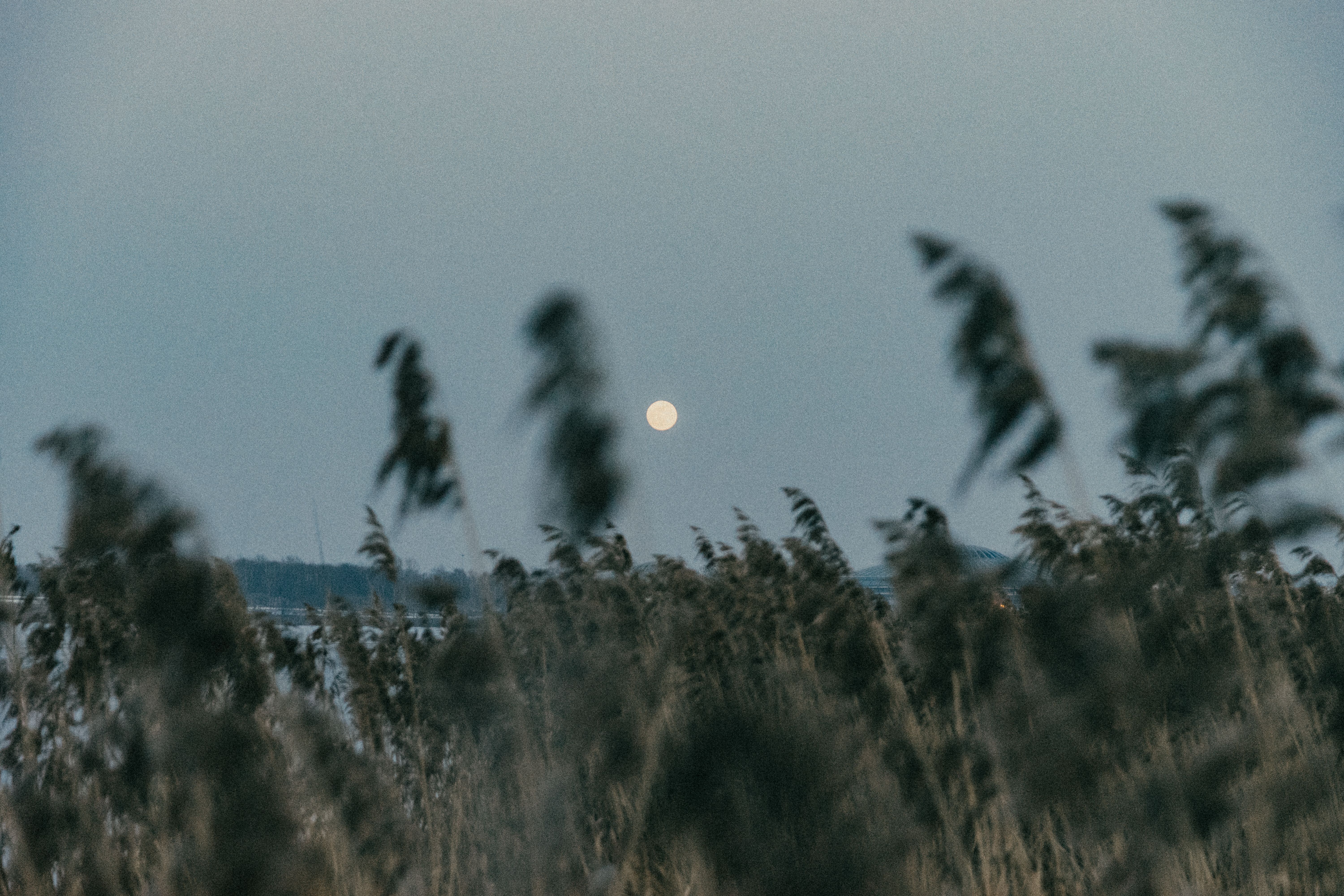 Peaceful countryside with moonlit sky in Minsk, Belarus. Serenity in nature.