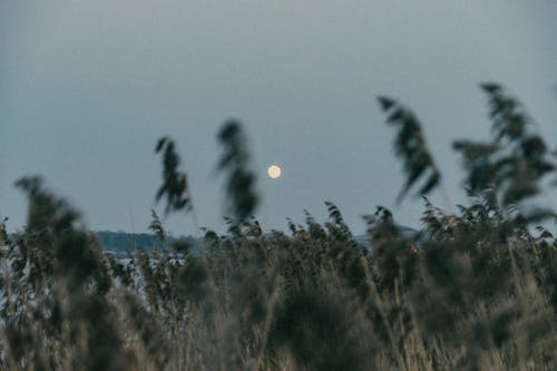 Ingyenes stockfotó este, fű, hold témában