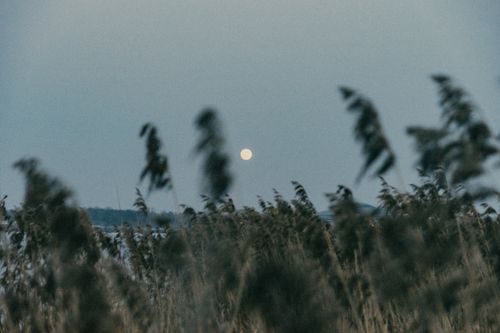 Free Peaceful countryside with moonlit sky in Minsk, Belarus. Serenity in nature. Stock Photo