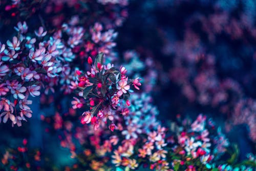 植物群, 漂亮, 粉紅色 的 免费素材图片