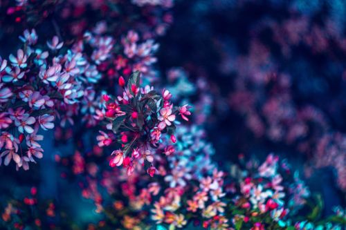 Free Colorful spring blossoms in Minsk with vivid pink hues and artistic bokeh effect. Stock Photo