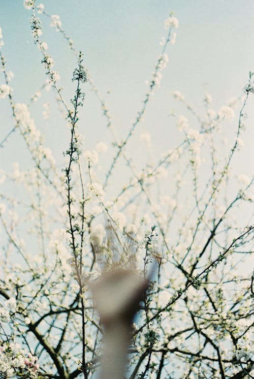 Základová fotografie zdarma na téma flóra, jaro, květ