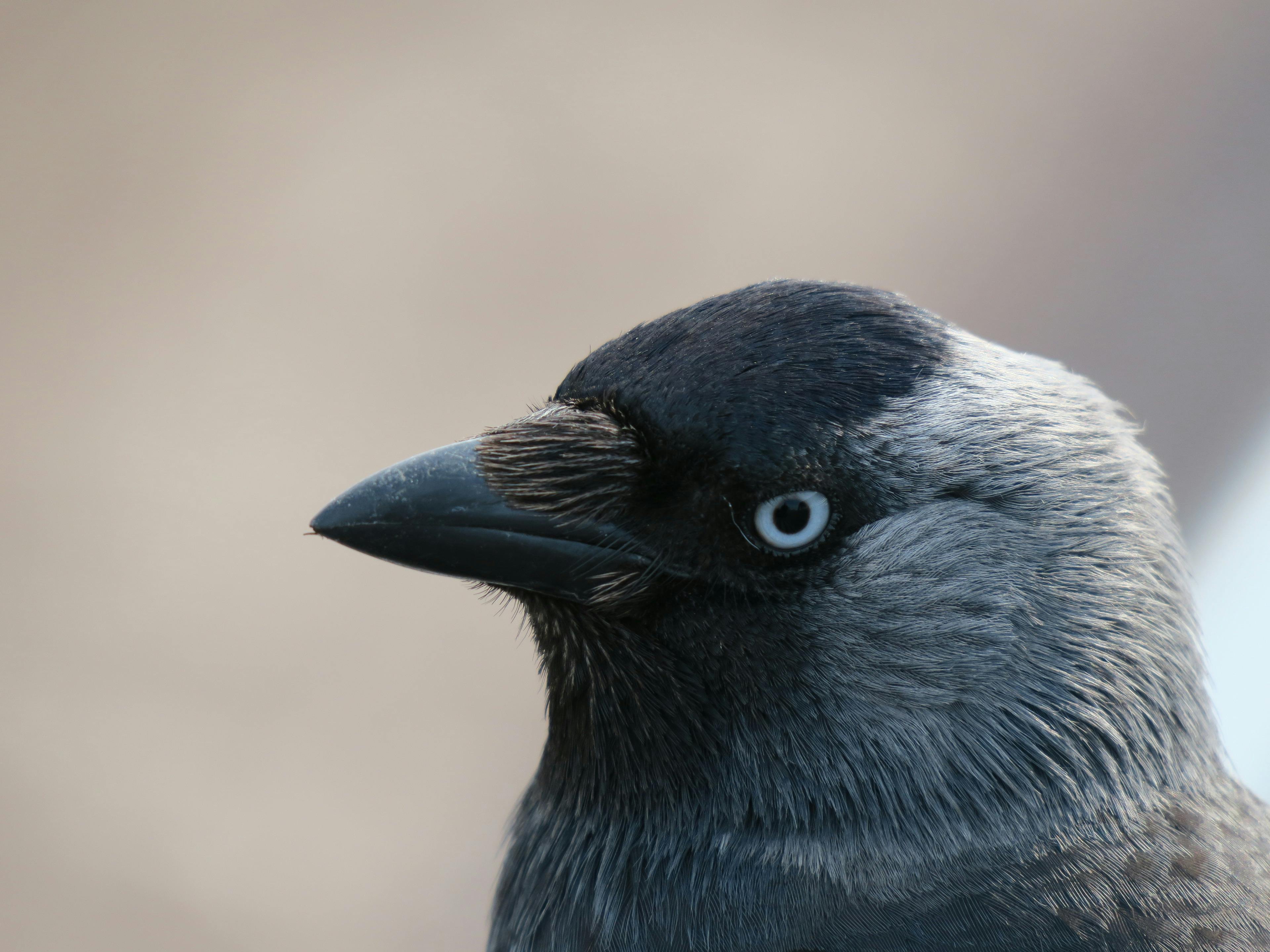 Who is the animal of god?