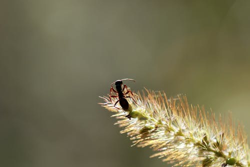 Free stock photo of ant, black ant, fairy light