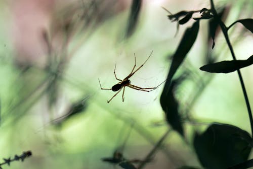 Spider in Close-up Shot