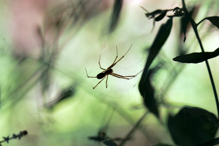 Spider In Close-up Shot