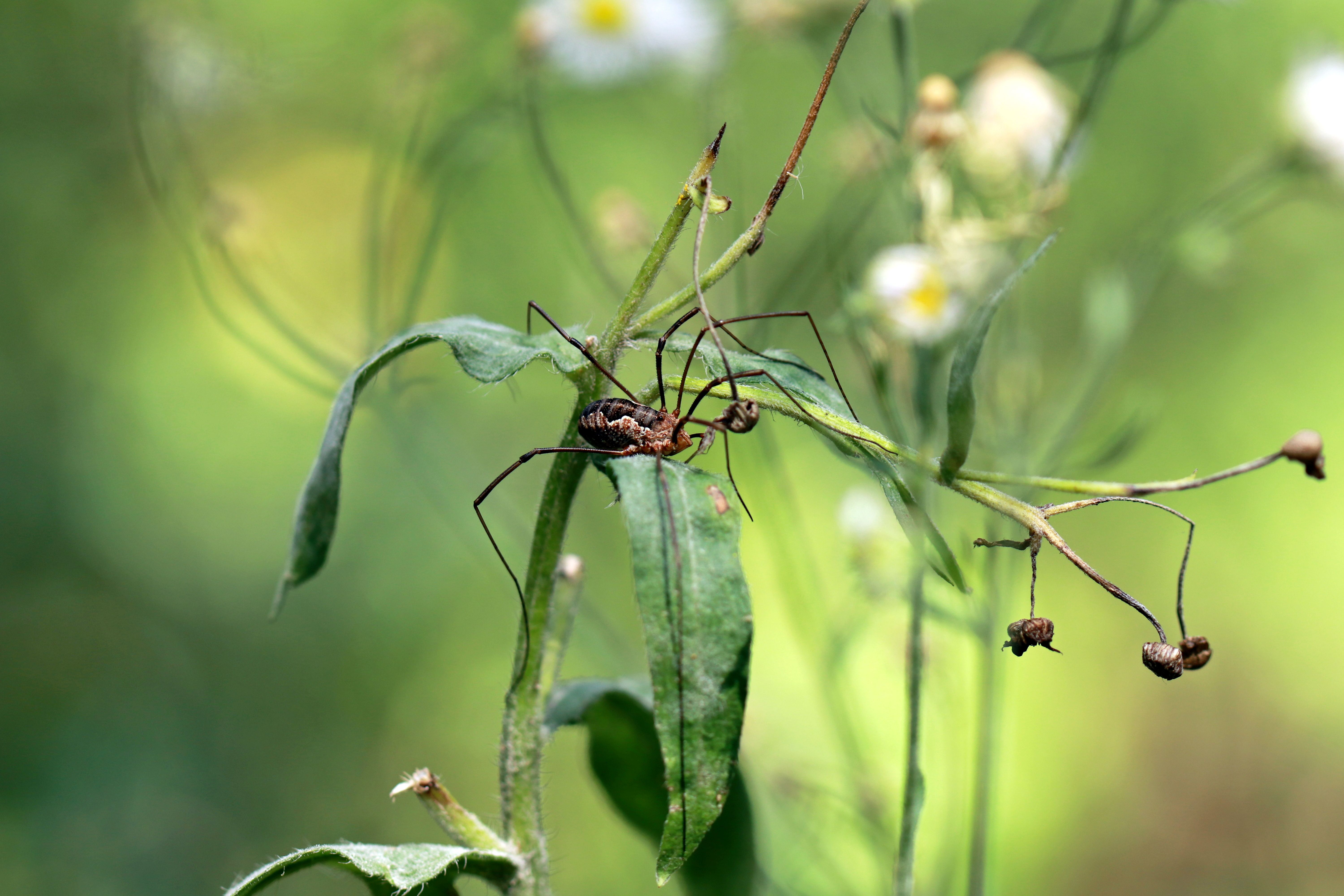 Detailed macro shot of a spider on green leaves with a blurred garden background.