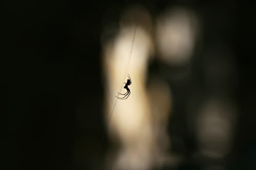 Close-up of Spider Silhouette in Dark